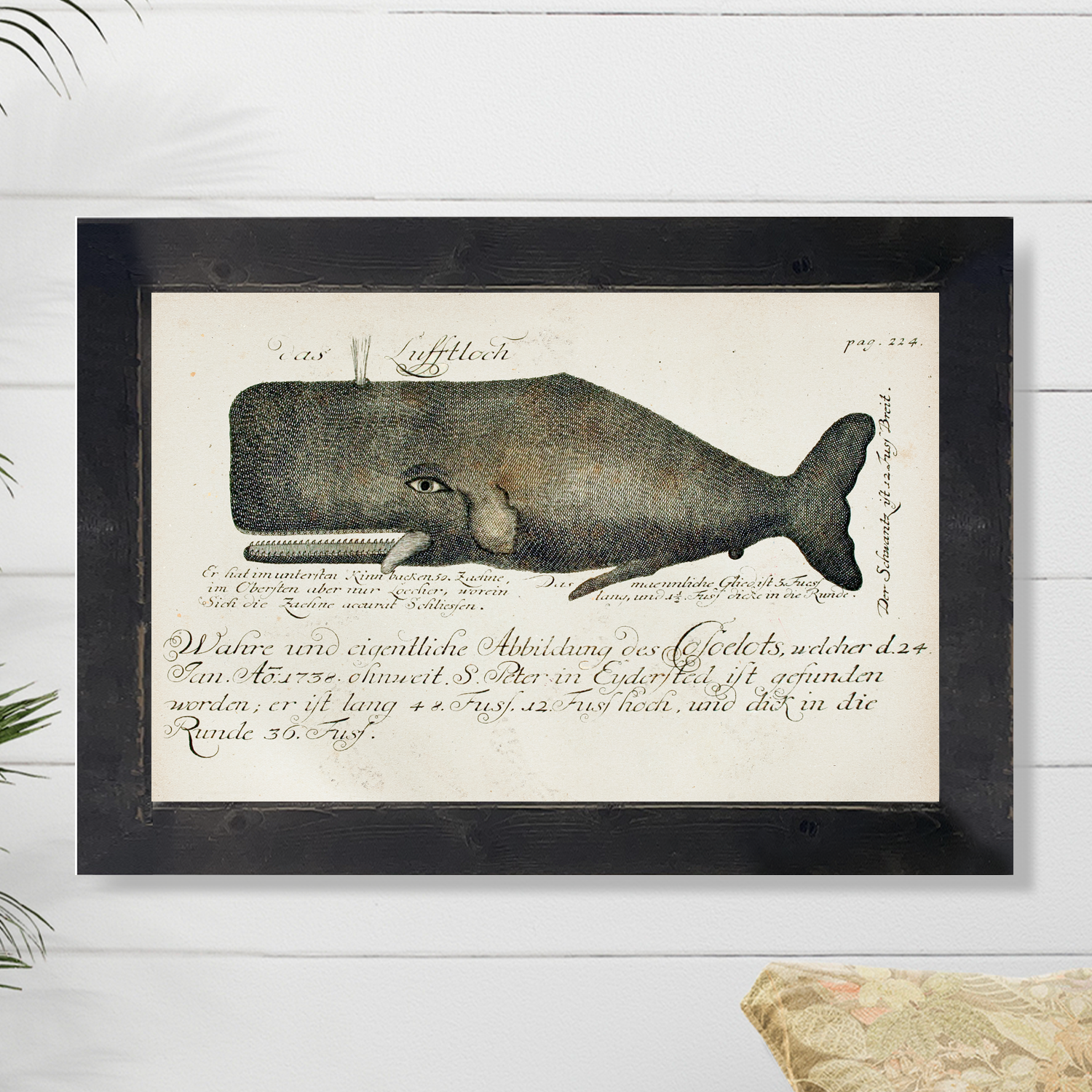 Whale Illustration