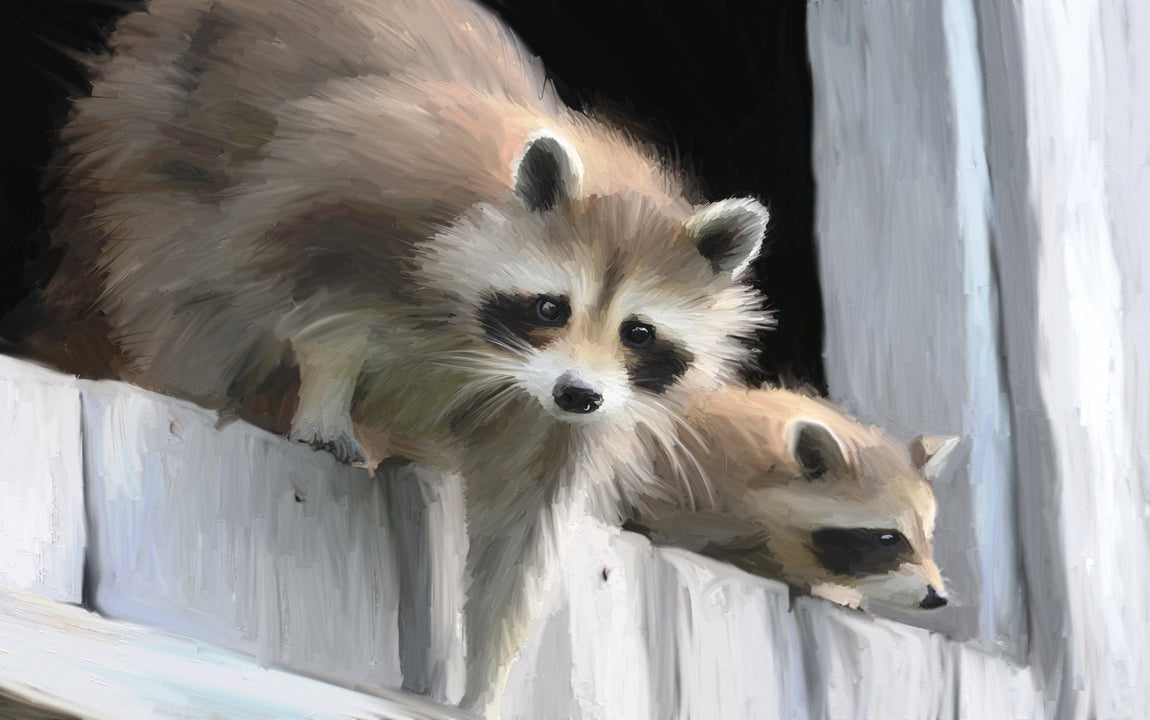 Raccoons