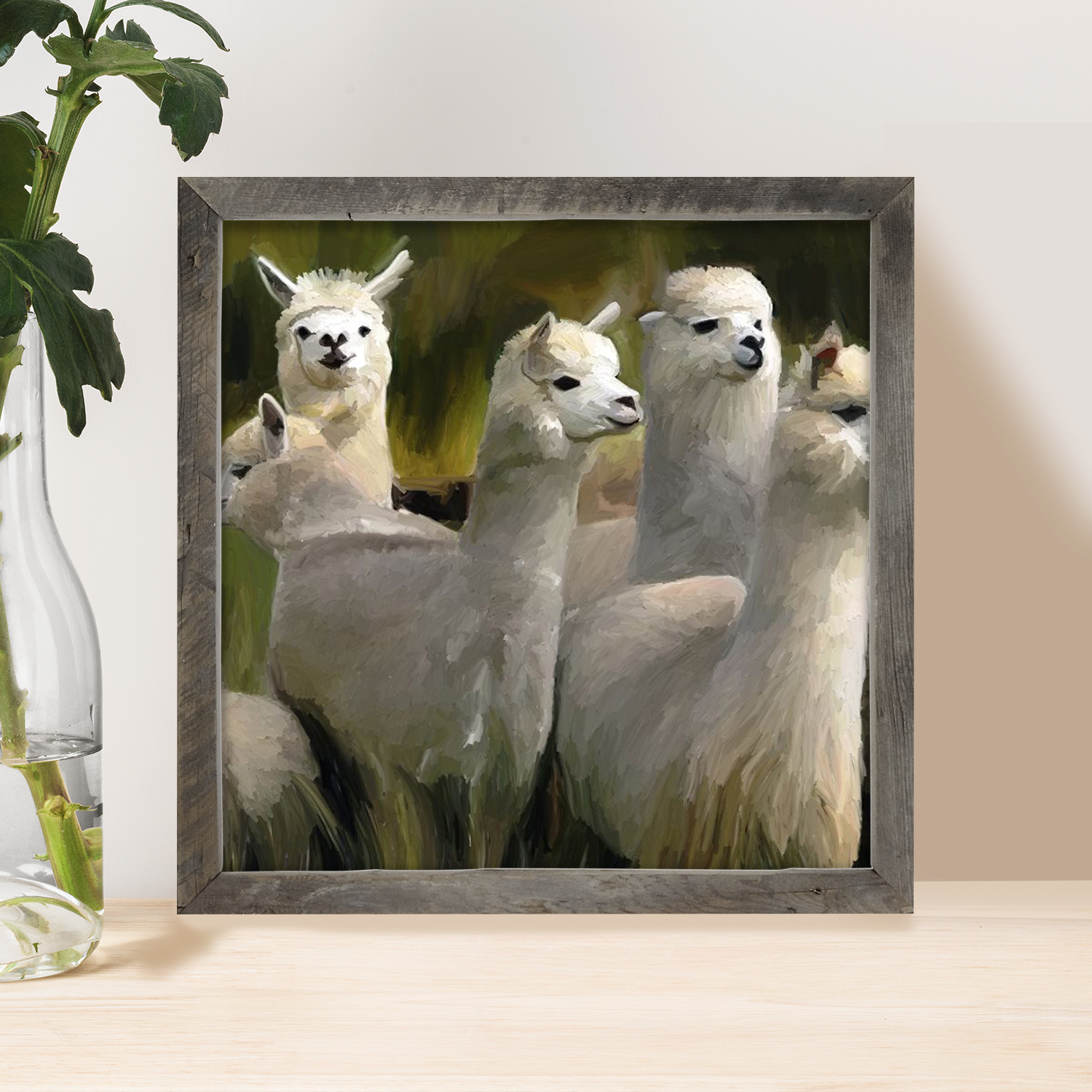 Herd of Alpacas