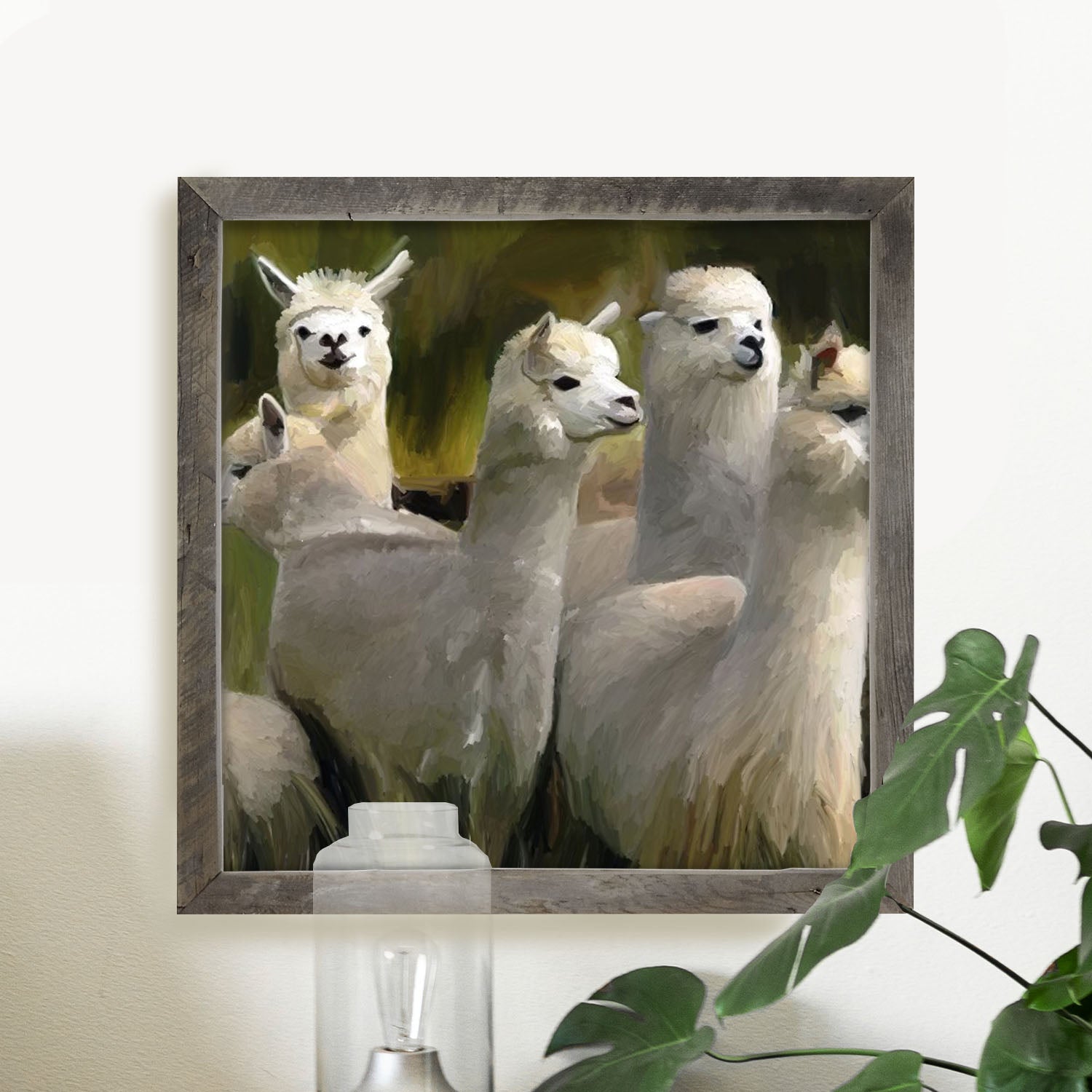 Herd of Alpacas