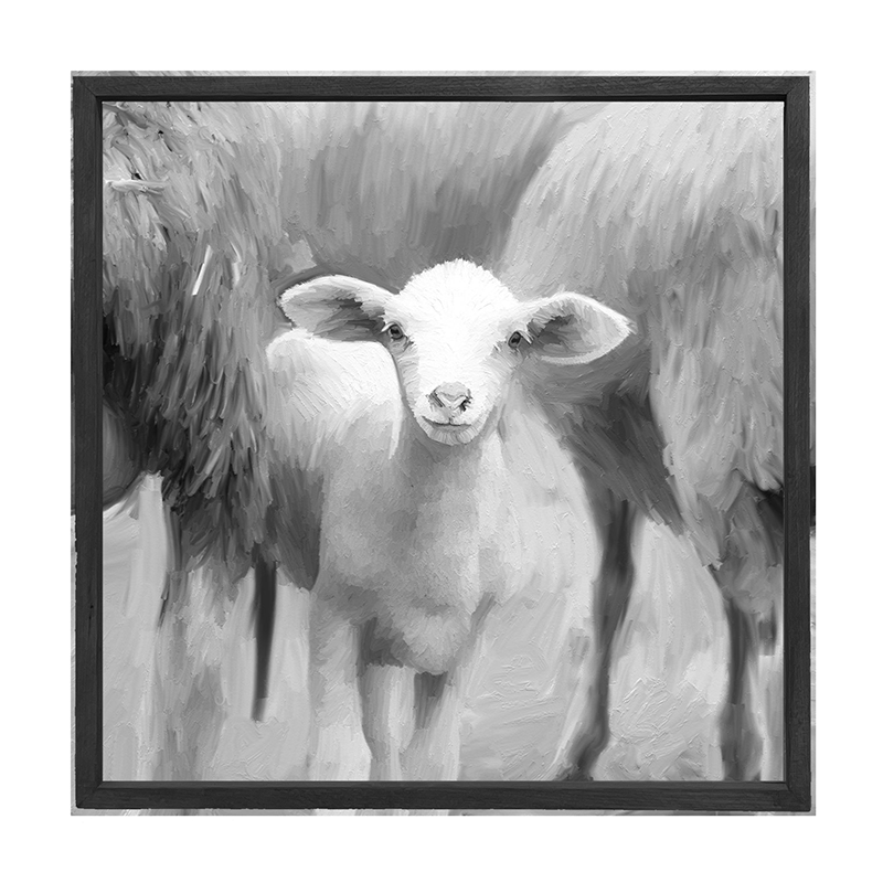 Little Sheep