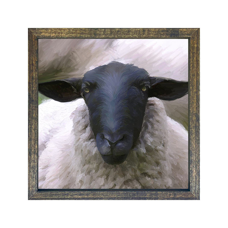Sheep Close Up