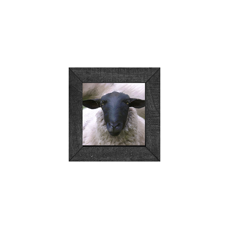Sheep Close Up