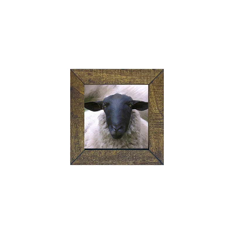 Sheep Close Up