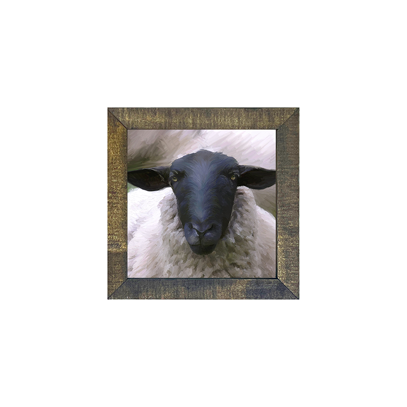 Sheep Close Up
