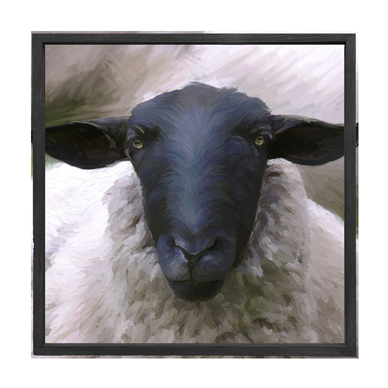 Sheep Close Up