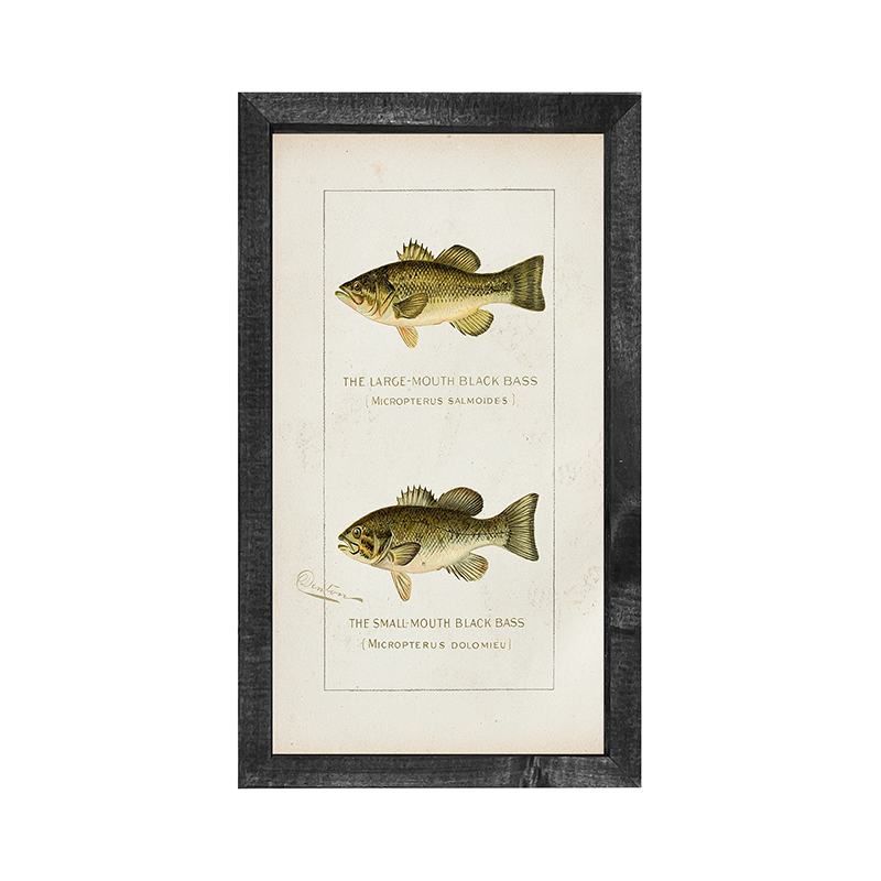 Fish-Bass