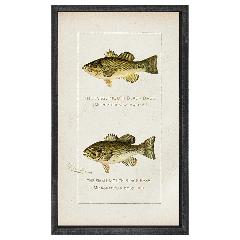 Fish-Bass