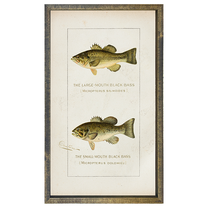 Fish-Bass