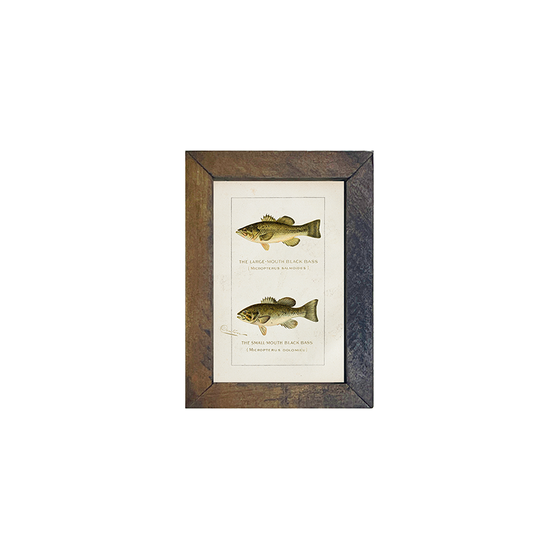 Fish-Bass