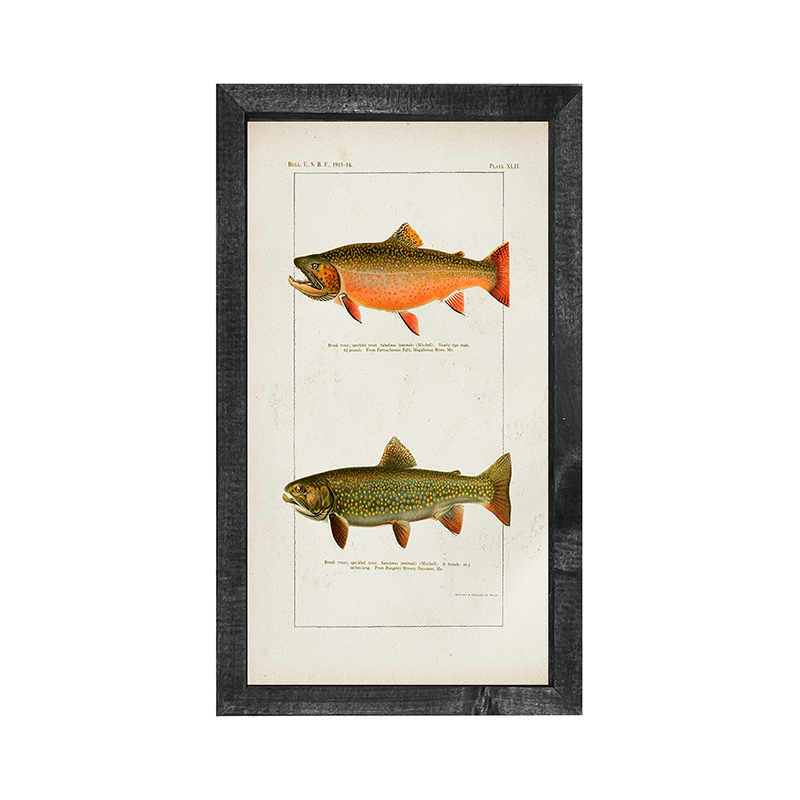 Fish-Trout