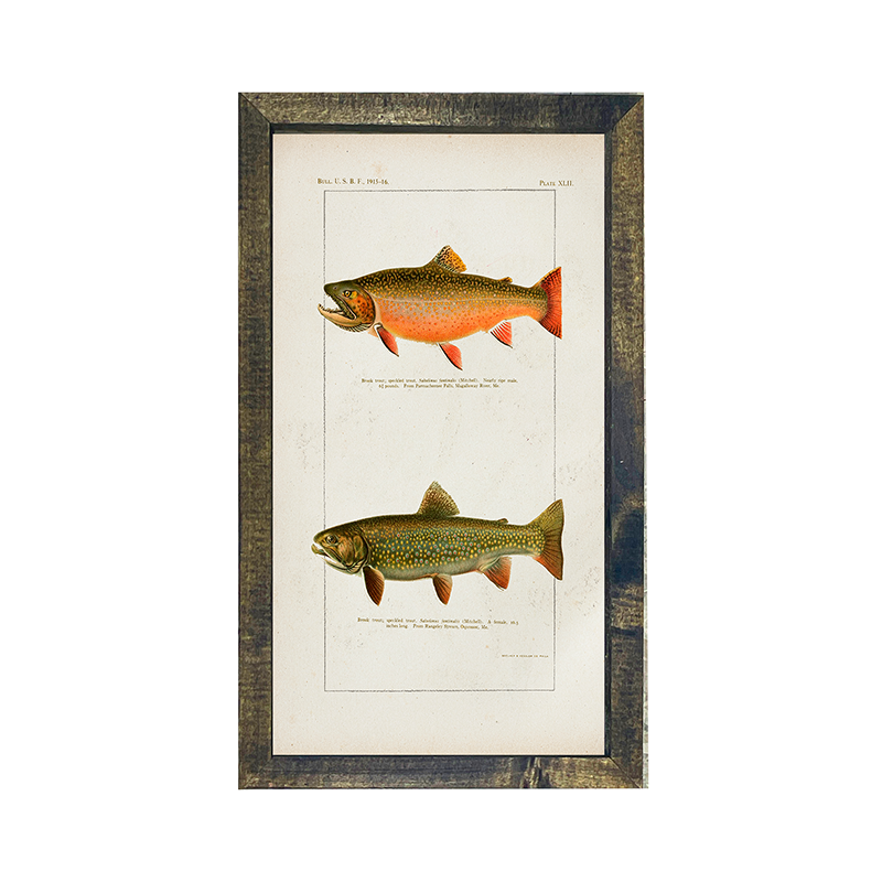 Fish-Trout