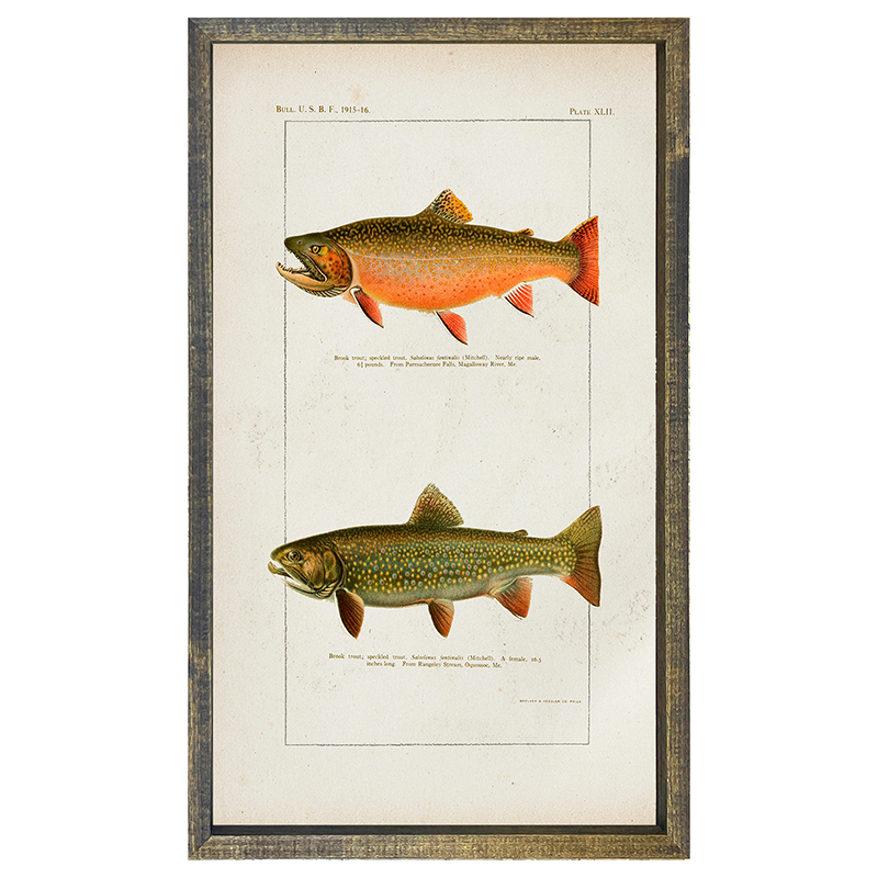 Fish-Trout