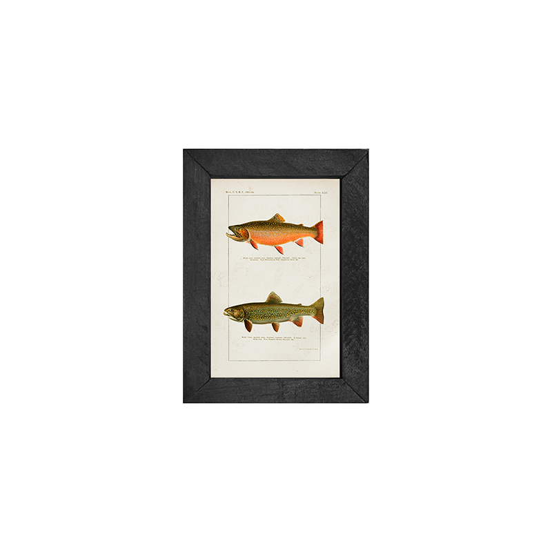Fish-Trout