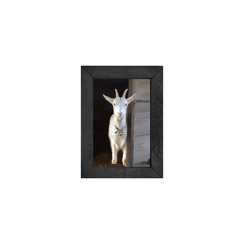 White horned goat