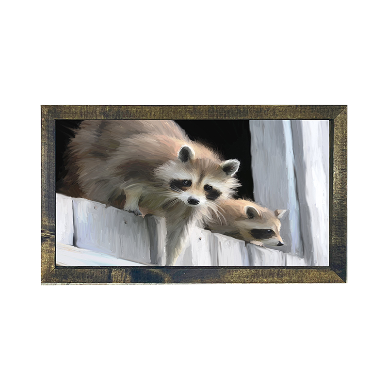 Raccoons horizontal