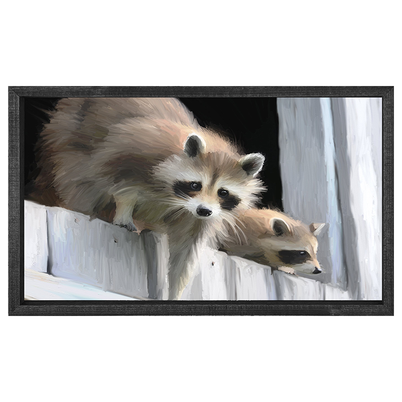 Raccoons horizontal