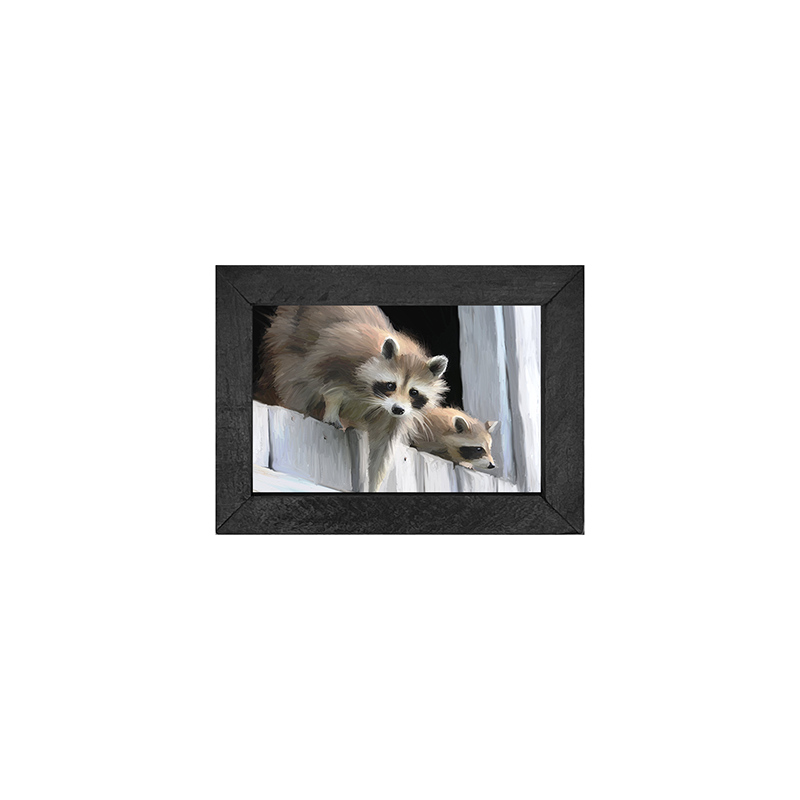 Raccoons horizontal