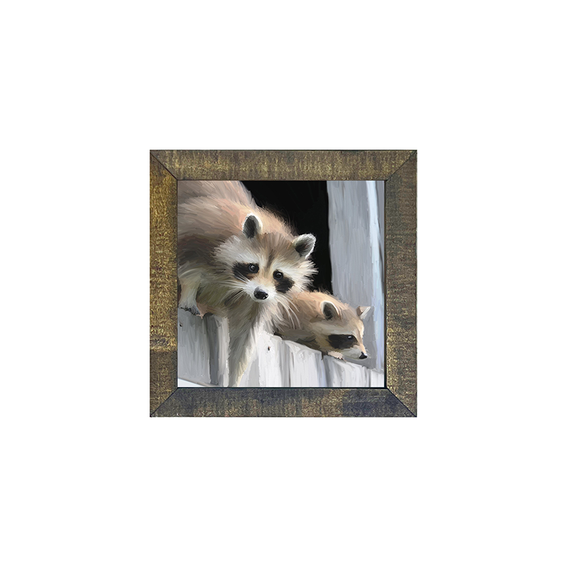 Raccoons