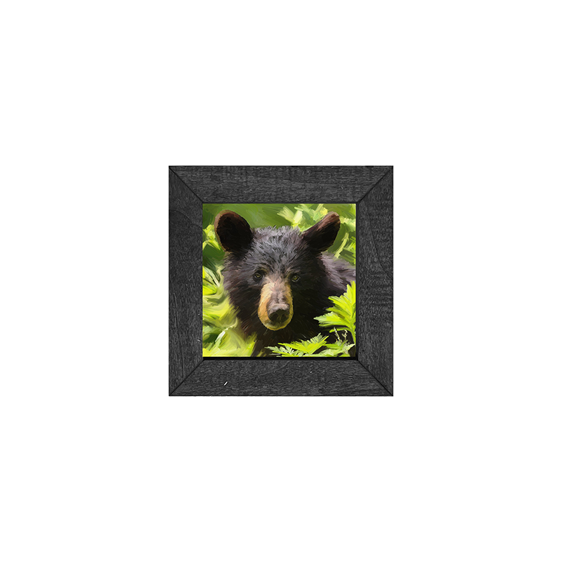Black Bear cub