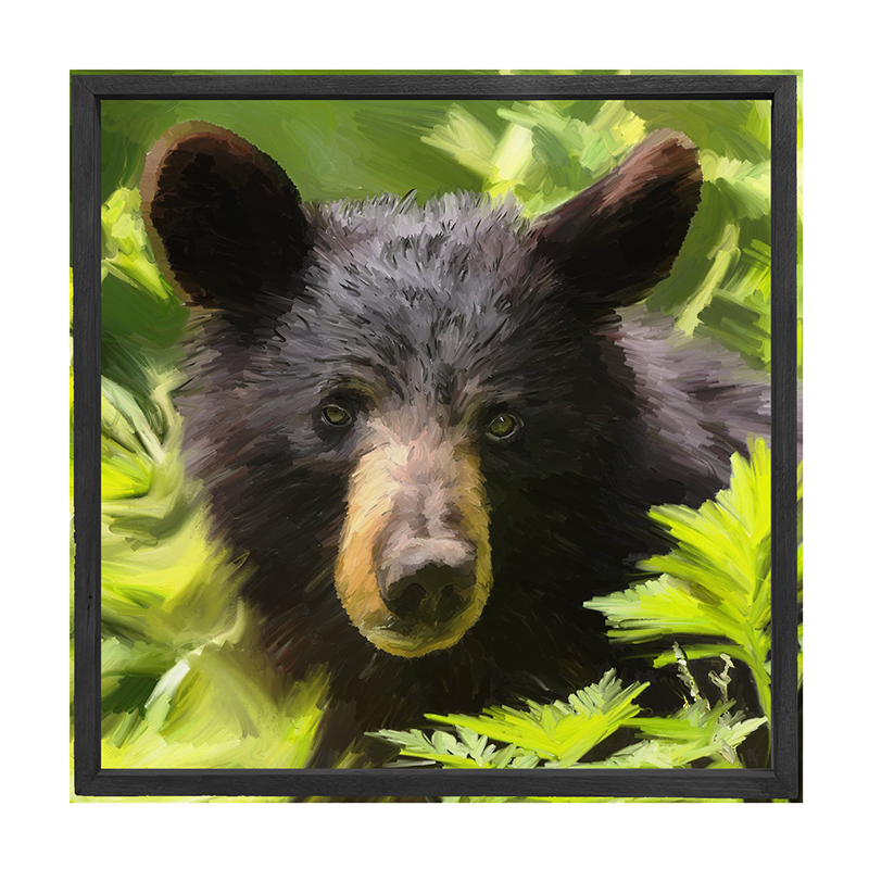 Black Bear cub