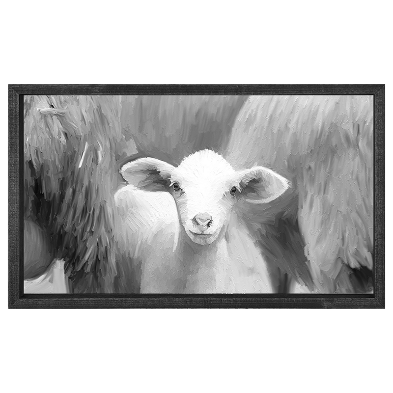 Baby Lamb