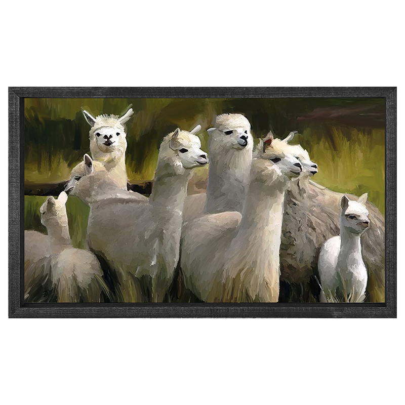 Alpacas -Horizontal