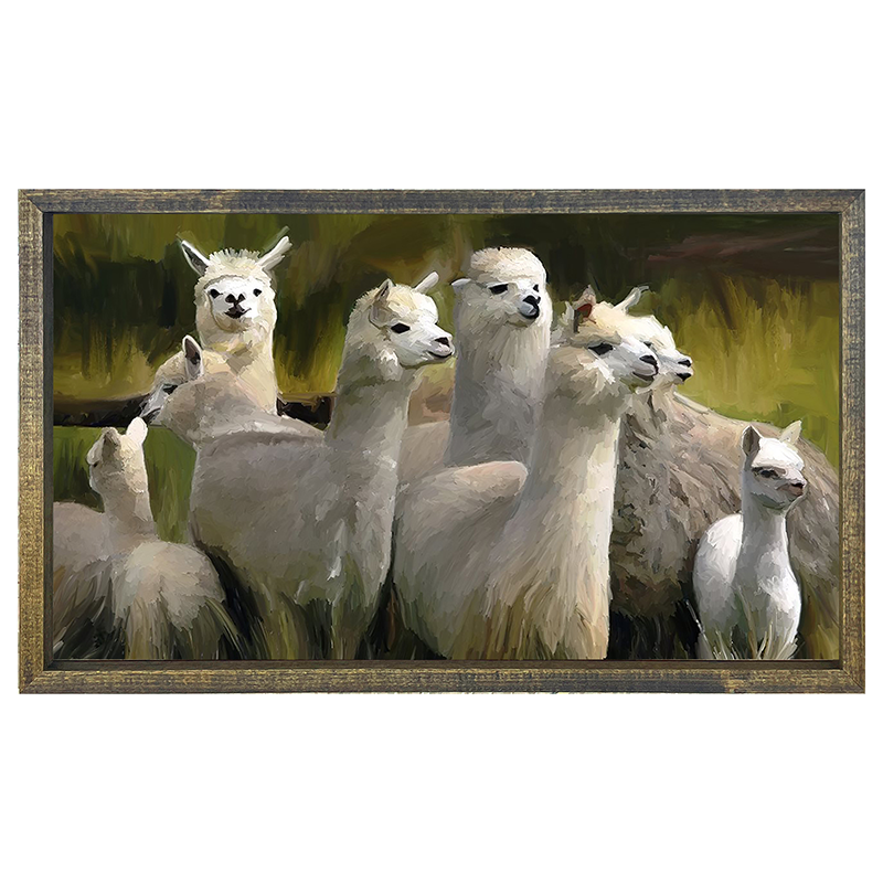 Alpacas -Horizontal