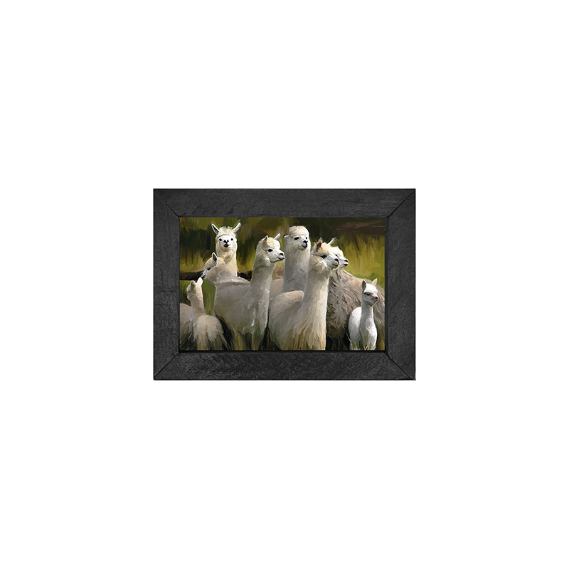 Alpacas -Horizontal