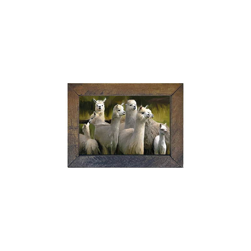 Alpacas -Horizontal