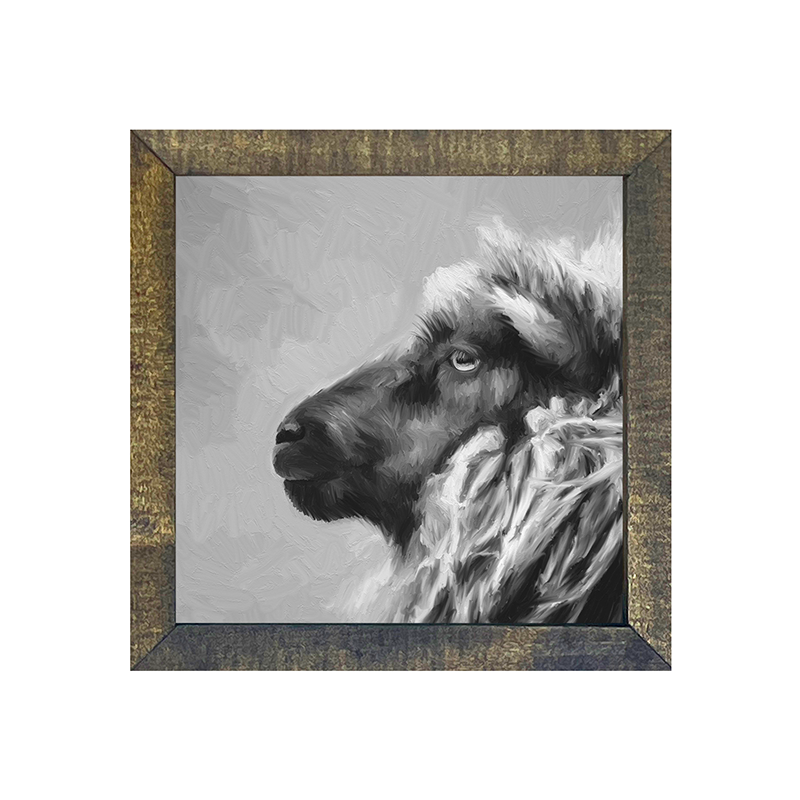 BW sheep
