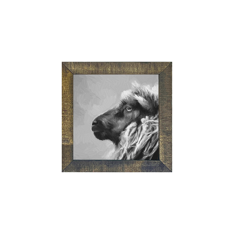 BW sheep