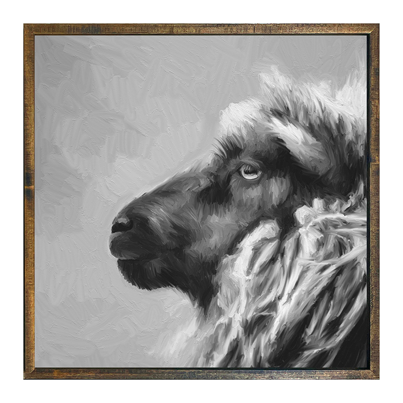 BW sheep
