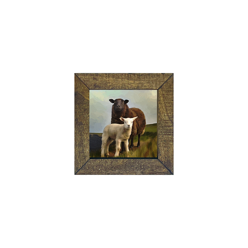 Two Sheep