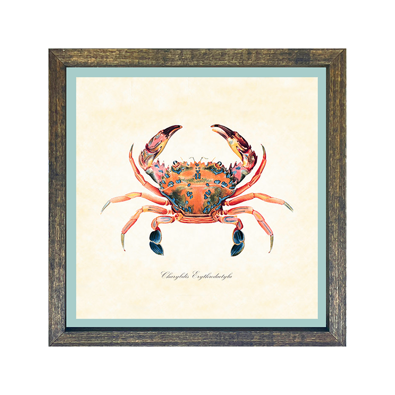 Crab - Colorful