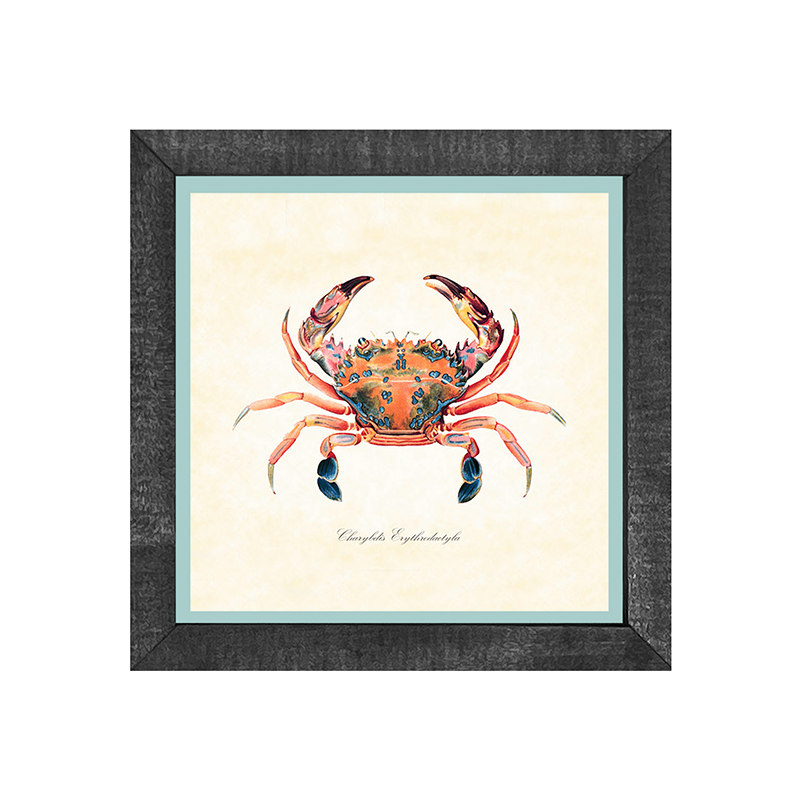 Crab - Colorful