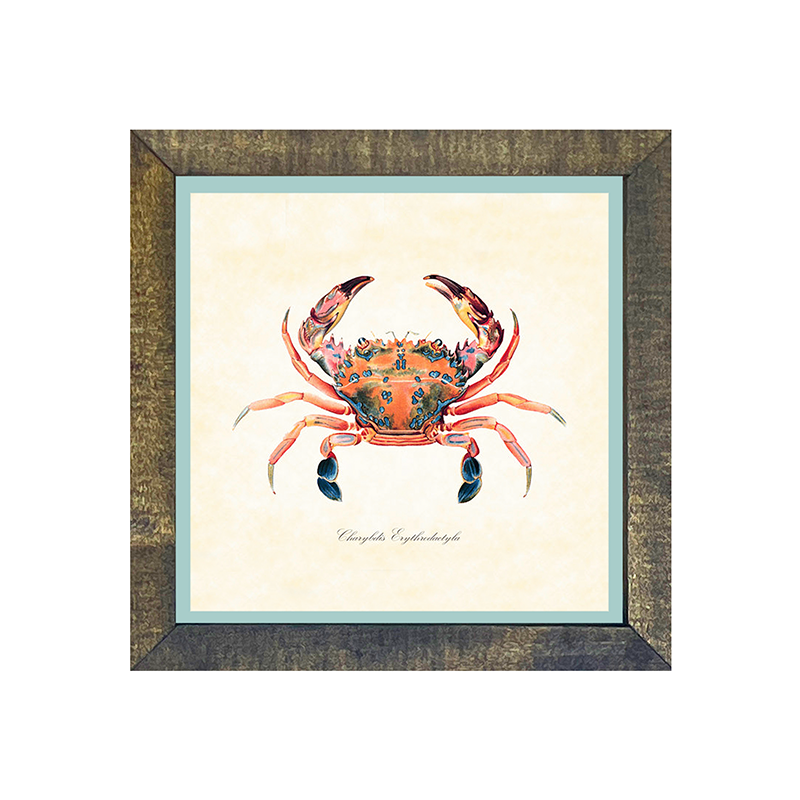 Crab - Colorful