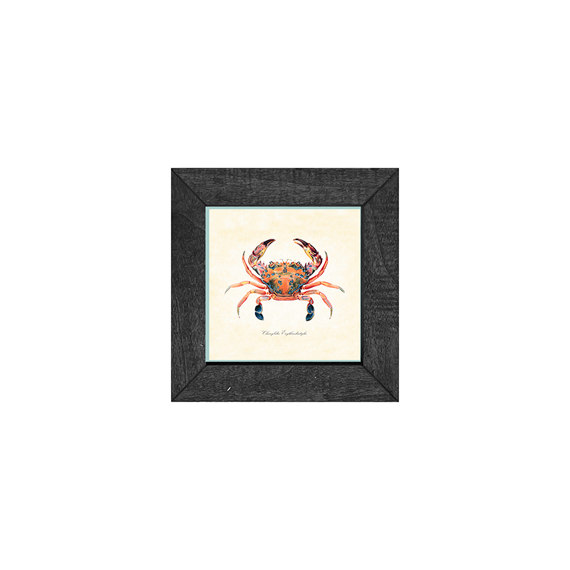 Crab - Colorful