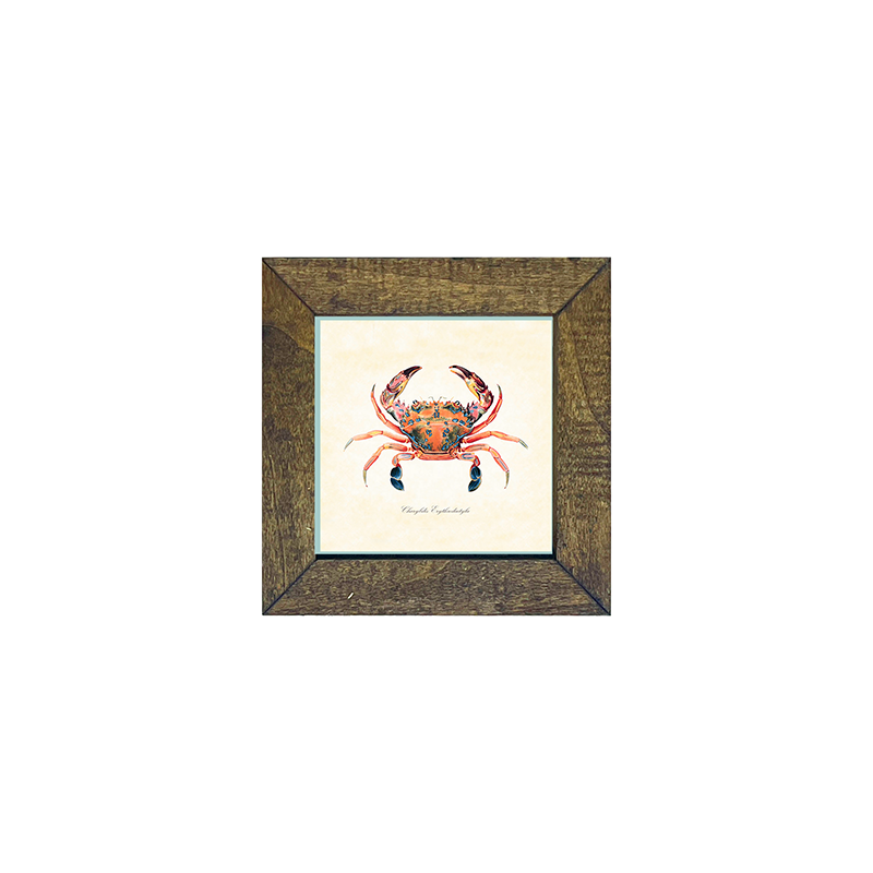 Crab - Colorful
