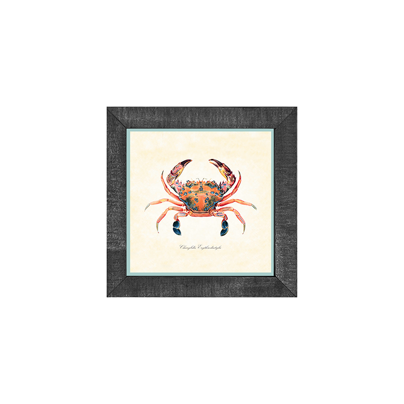 Crab - Colorful