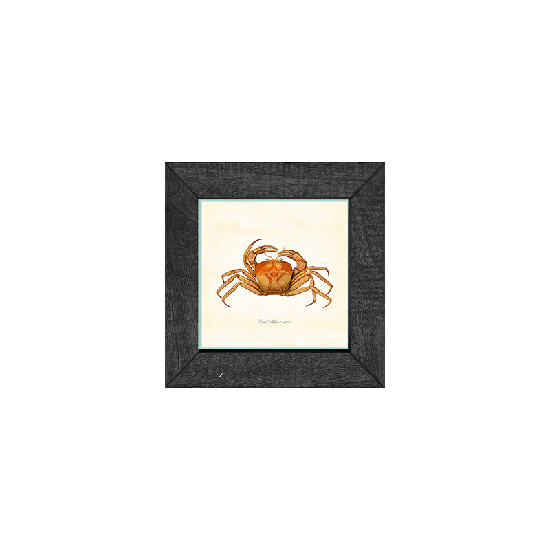 Crab - Orange