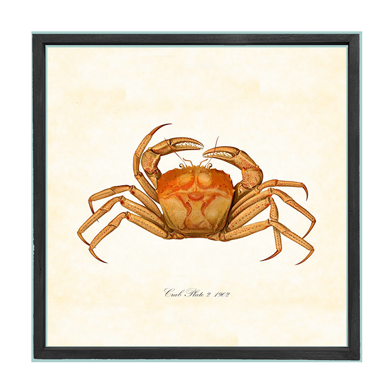 Crab - Orange