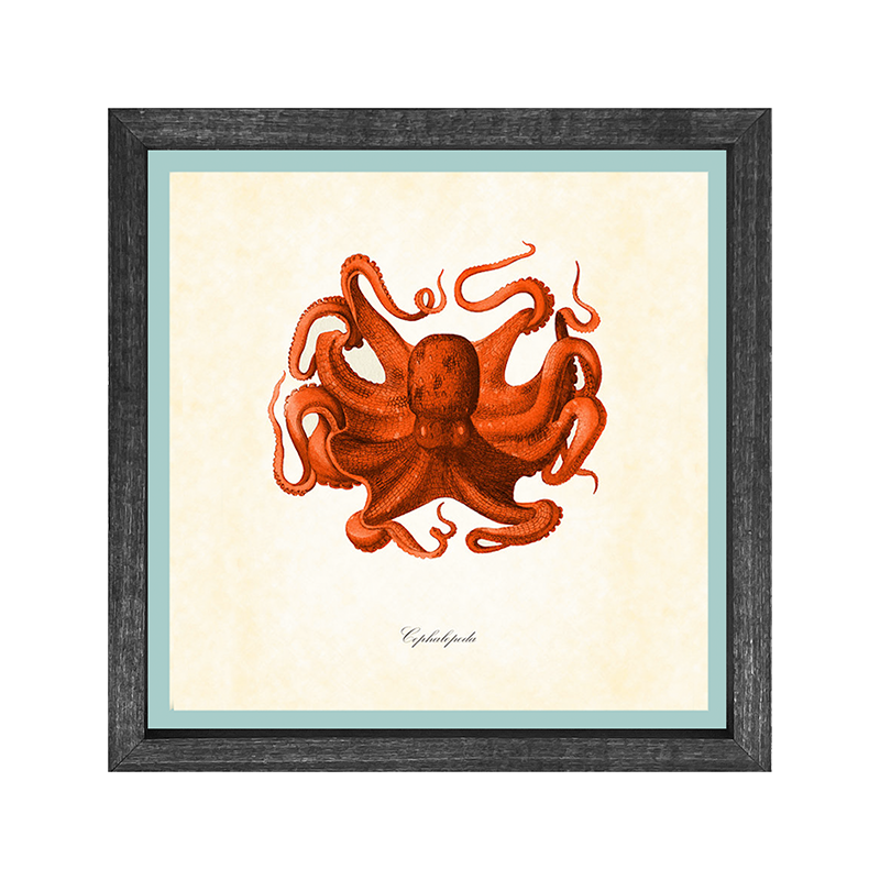 Octopus