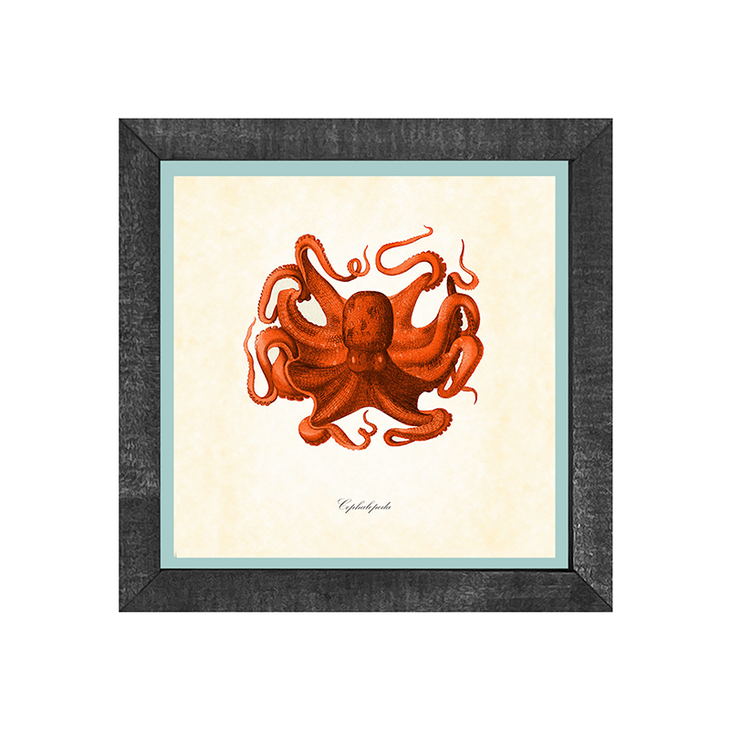 Octopus
