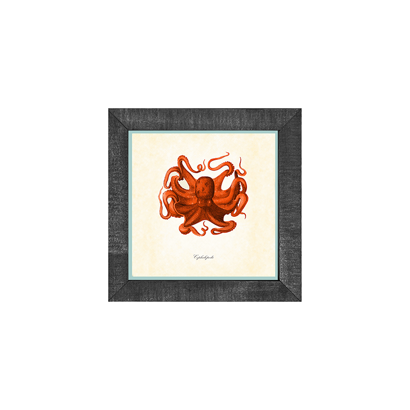 Octopus