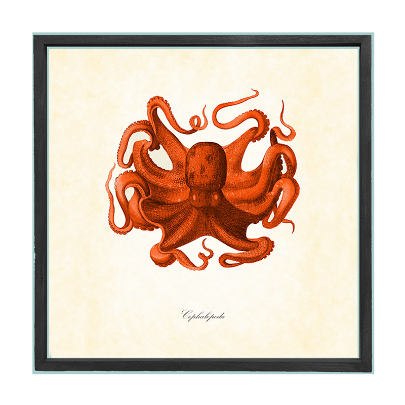 Octopus