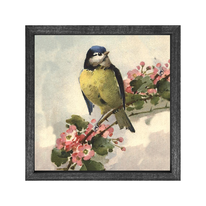 Blue Jay