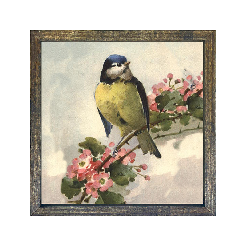 Blue Jay
