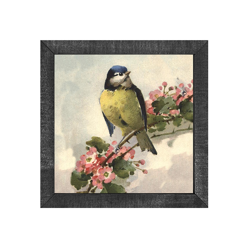 Blue Jay
