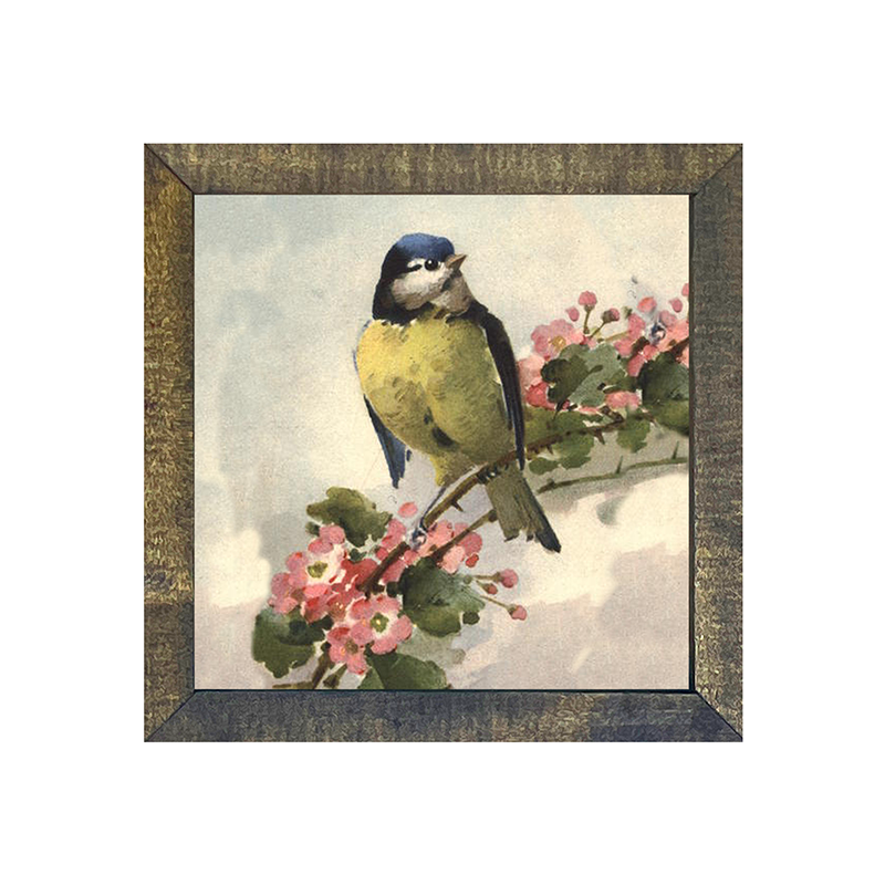 Blue Jay